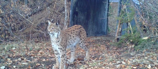 Shortly after activation of the first box-traps, a male lynx was captured in Romania