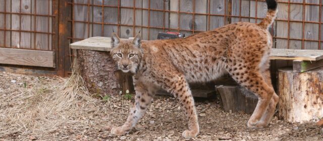 Last lynx released in Gorenjska forests