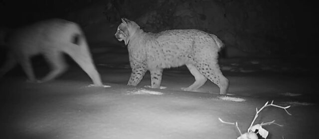Confirmed also third lynx reproduction in Gorenjska – Lynx Lenka has a kitten