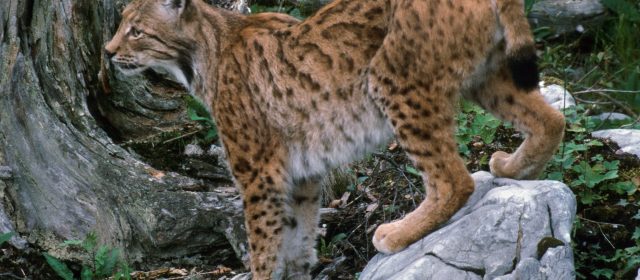 Guidelines for management of lynx orphans in Croatia