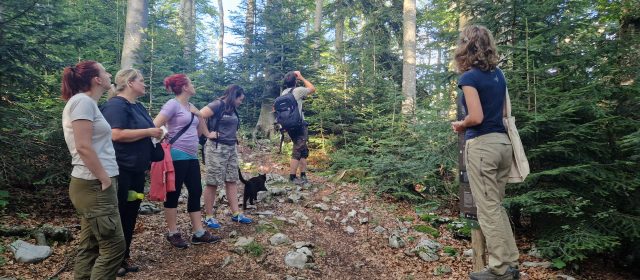 Exploring Slovenian forests together with NGOs