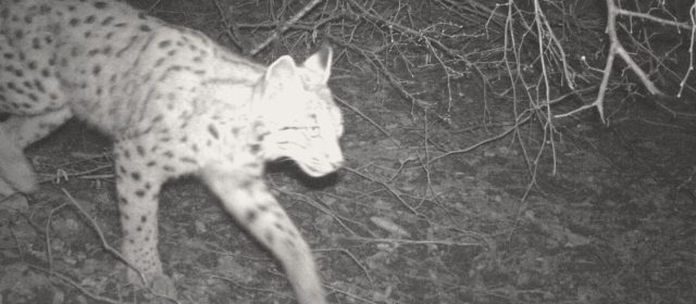 VIDEO – It is confirmed, lynx Goru is a grandfather!