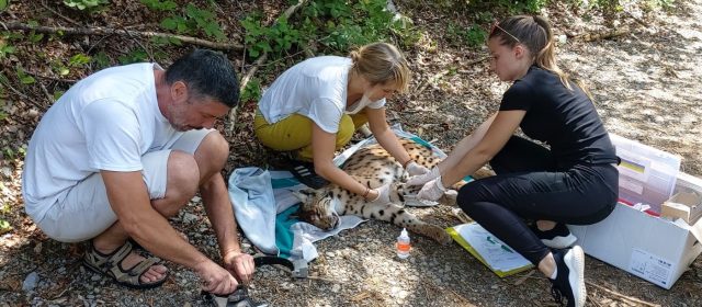 Another Croatian lynx is monitored with telemetry