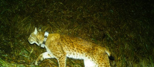Ongoing lynx mating season, we detected Sneška and Catalin meeting