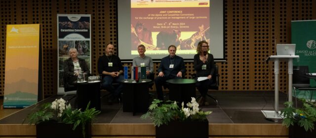 Na prvi skupni konferenci o velikih zvereh Alpske in Karpatske konvencije predstavili prihodnost risa