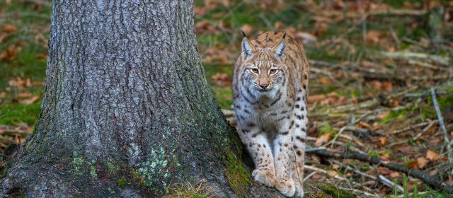 Public attitudes towards lynx in Slovenia, Croatia, and Italy – Final report