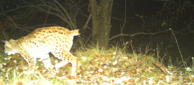 CitizensForLynx; s fotopastmi so posneli  prva risa