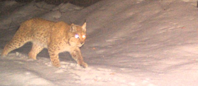 CitizensForLynx: Risje paritveno obdobje